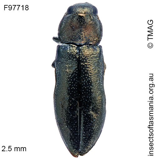 Species image