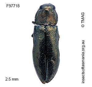 Germarica lilliputana