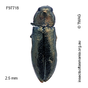 Germarica lilliputana