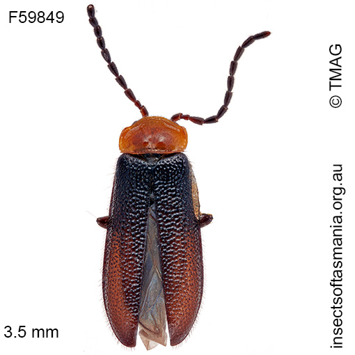 Species image