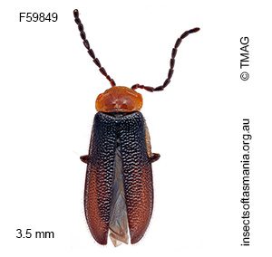Heteromastix victoriensis