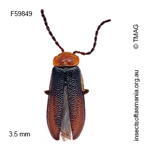 Heteromastix victoriensis