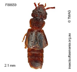Ischnoderus parallelus