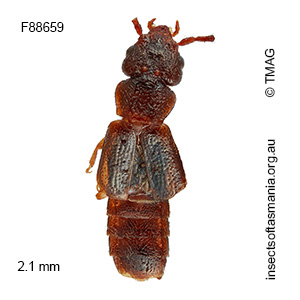 Ischnoderus parallelus