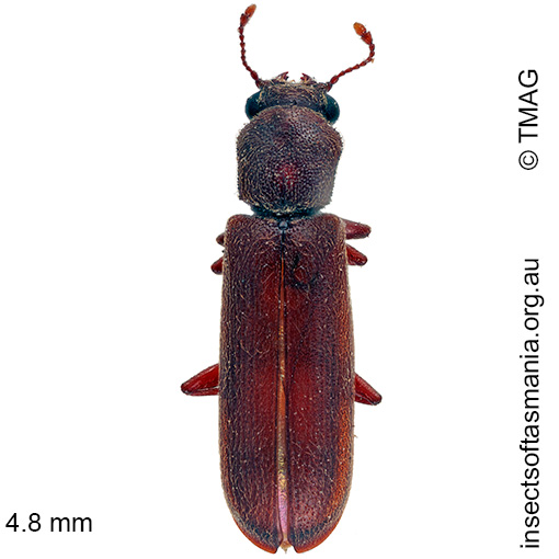 Species image