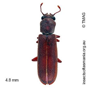 Lyctus brunneus