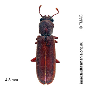 Lyctus brunneus