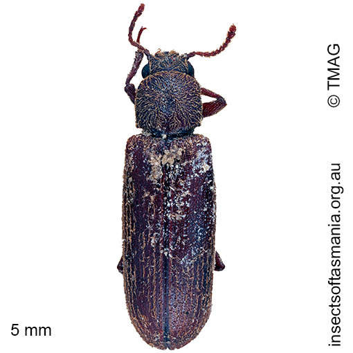 Species image