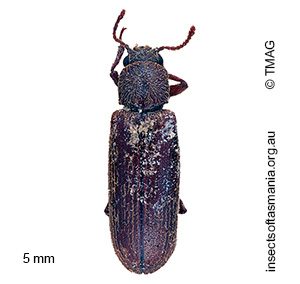 Lyctus linearis