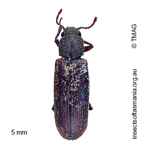 Lyctus linearis
