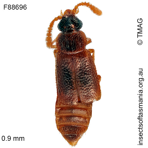 Species image