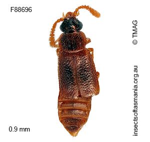 Metacorneolabium darlingtoni