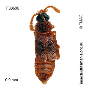 Metacorneolabium darlingtoni