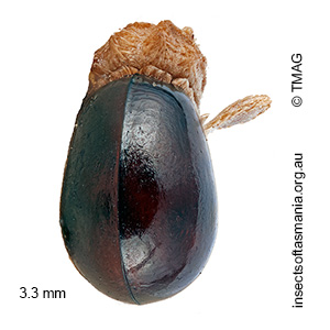 Mezium sulcatus