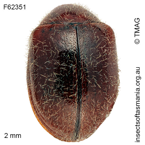 Species image