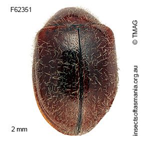 Mysticephala TFIC sp 01