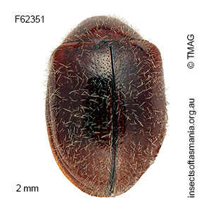 Mysticephala TFIC sp 01