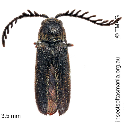 Species image