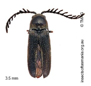 Neocharis MUONA sp 01
