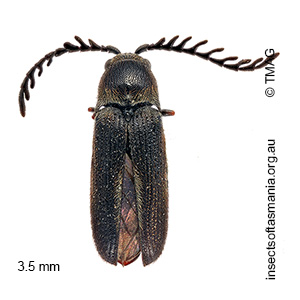 Neocharis MUONA sp 01
