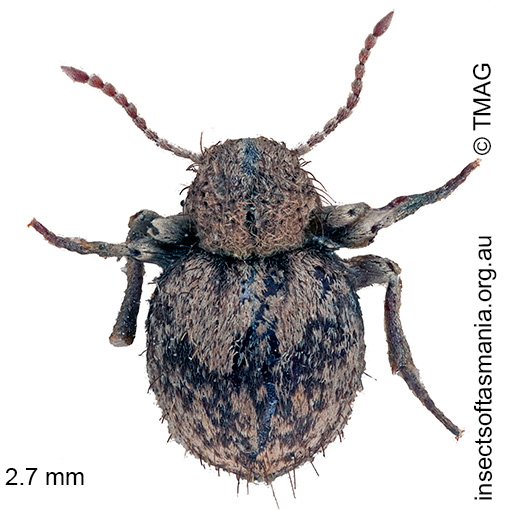 Species image