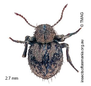 Niptus hololeucus