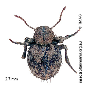 Niptus hololeucus