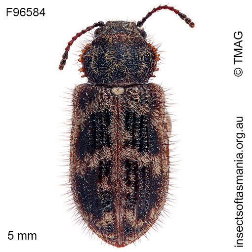 Species image