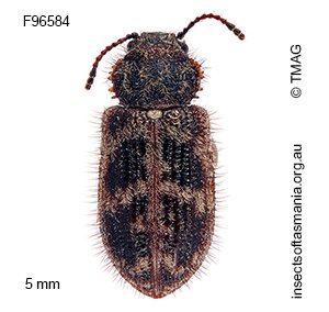 Notocerastes tricornis