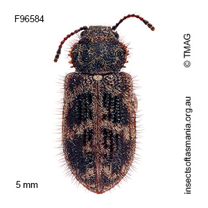 Notocerastes tricornis