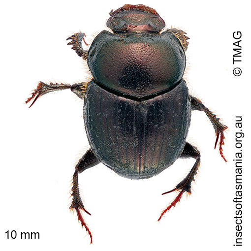 Species image