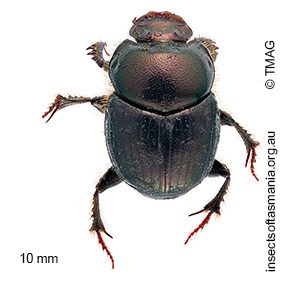 Onthophagus anisocerus