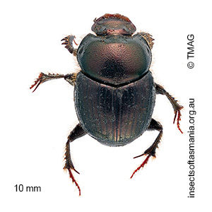Onthophagus anisocerus