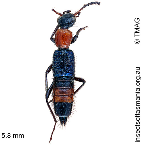 Species image