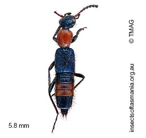 Paederus cruenticollis