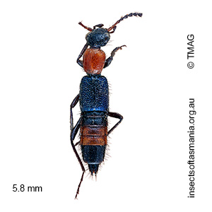 Paederus cruenticollis