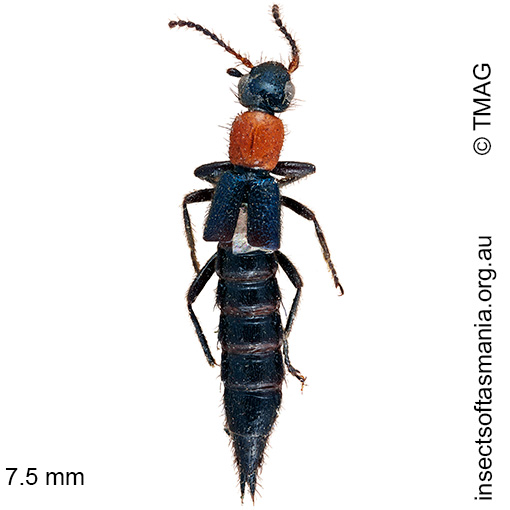 Species image