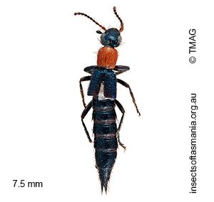 Paederus simsoni