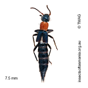 Paederus simsoni