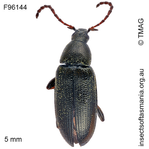 Species image
