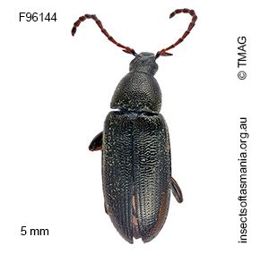 Pemanoa tasmanica