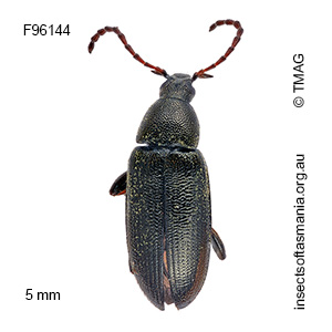 Pemanoa tasmanica