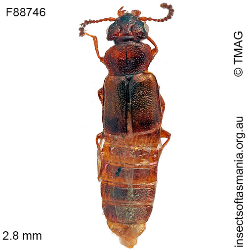 Species image