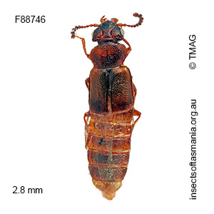 Phloeostiba tasmanica