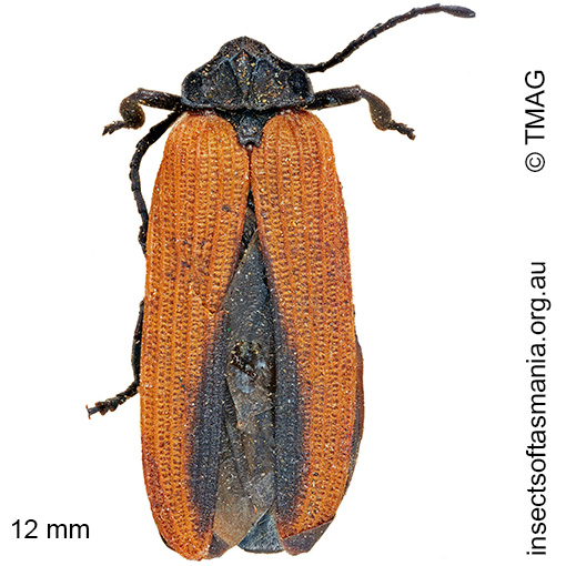Species image