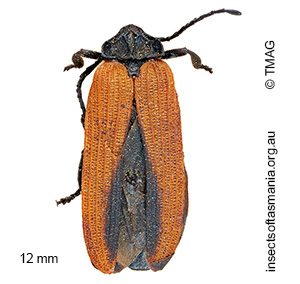 Porrostoma occidentalis