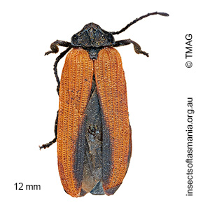 Porrostoma occidentalis