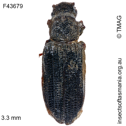 Species image