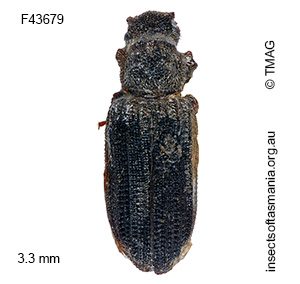 Pristoderus productus