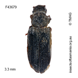 Pristoderus productus